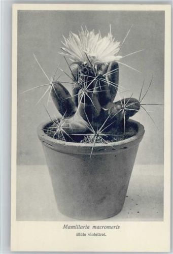 Mamillaria macromeris - Nr. 310/XXXIV Otto Stoyer Pflanzenkarten