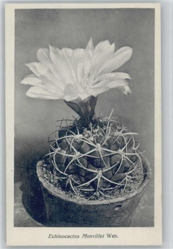 Echinocactus Monvillei Web. - Nr. 48/V Otto Stoye Pflanzenkarten