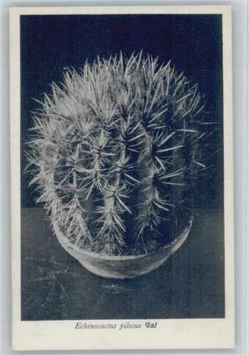 Echinocactus pilosus Gal - Mexiko