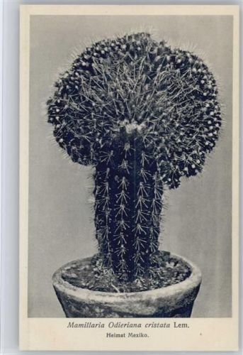 Mamillaria Odieriana cristata Lem. - Nr. 279-XXVIII Otto Stoyer Pflanzenkarten