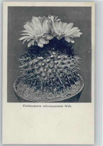 Echinocactus microspermus - Nr. 41/V Otto Stoye Pflanzenkarten
