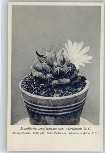 Mamillaria - Nr. 158/XVI Otto Stoyer Pflanzenkarten
