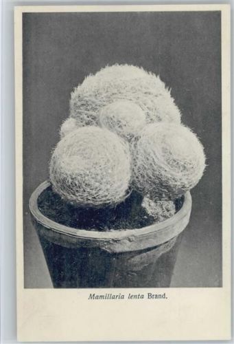 Mamillaria lenta Brand - Nr. 135/XIV Otto Stoyer Pflanzenkarten
