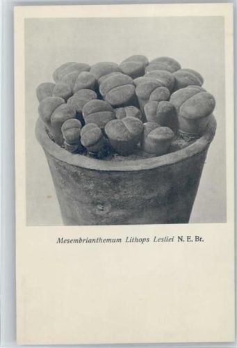 Nr. 117-XII Otto Stoyer Pflanzenkarten