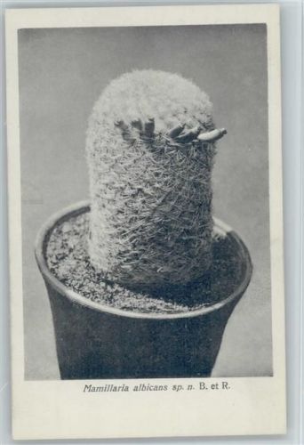 Mamillaria albicans - Nr. 64/VII Otto Stoye Pflanzenkarten
