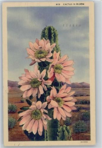1938 Nr. 902 - Cactus in Bloom