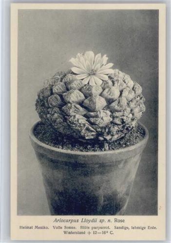 Ariocarpus - Nr. 201/XXI Otto Stoyer Pflanzenkarten