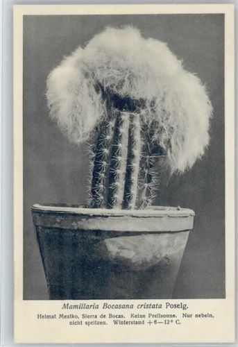 Heimat Mexiko - Mamillaria Bocasana cristata Poselg. Nr. 147/XV Otto Stoyer Pflanzenkarten