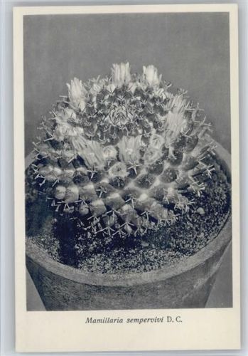 Mamillaria sempervivi - Nr.120/XII Otto Stoyer Pflanzenkarten