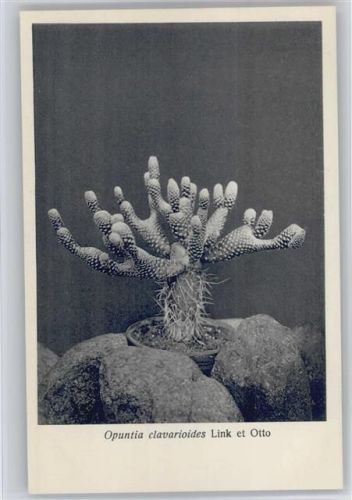 Opuntia clavarioides - Nr. 122-XIII Otto Stoyer Pflanzenkarten