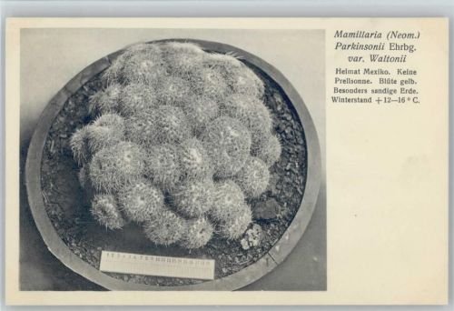 Mamillaria Parkinsonii Ehrbg. var Nr. 368/XXXVII Otto Stoye Pflanzenkarten-