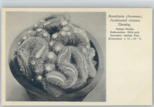 Mamillaria Parkinsonii cristata Ehrenbg. - Nr. 314/XXXII Otto Stoye Pflanzenkarten