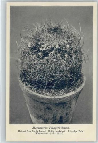 Mamillaria Pringlei Brand. - Nr. 321-XXXIII Otto Stoyer Pflanzenkarten