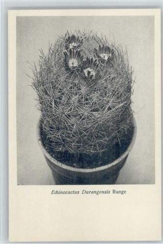 Echinocactus - Nr. 118/XII Otto Stoyer Pflanzenkarten