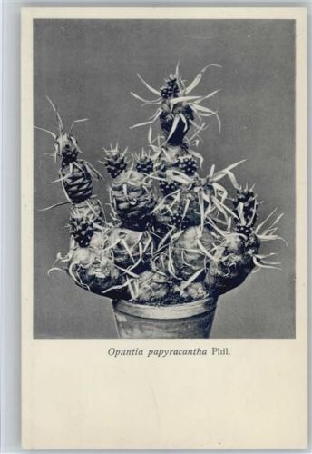 Opuntia papyracantha - Nr. 136/XIV Otto Stoyer Pflanzenkarten