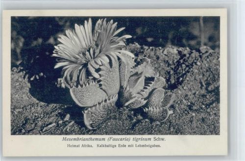 Mesembrianthemum tigrinum Schw. Nr. 218/XXII Otto Stoye Pflanzenkarten
