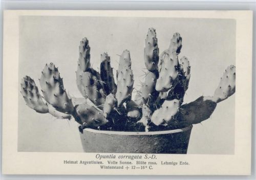Mesembrianthemum Opuntia corrugata - Nr.219/XXII Otto Stoye Pflanzenkarten