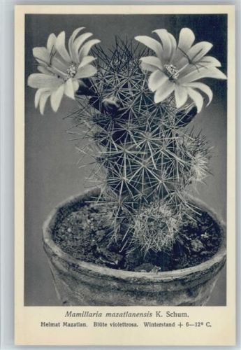 Mamillaria mazatlanensis - Nr. 309/XXXI Otto Stoyer Pflanzenkarten Kaktus
