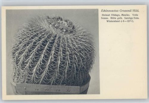 Echinocactus Grusonii Hild. - Nr. 361/XXXVII Otto Stoye Pflanzenkarten Kaktus