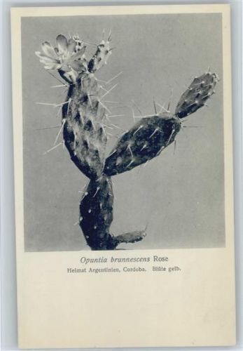 Opuntia brunnescens Rose - Nr. 193-XX Otto Stoyer Pflanzenkarten Kaktus