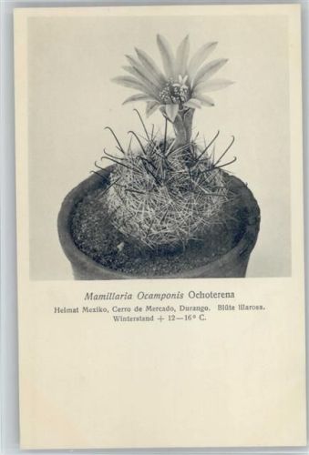 Mamillaria Ocamponis Ochoterena - Nr. 203/XXI Otto Stoyer Pflanzenkarten Kaktus