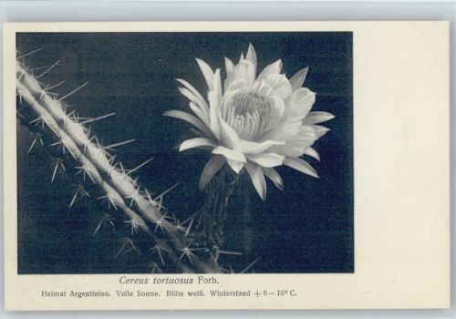Cereus tortuosus Forb. - Nr. 173/XVIII Otto Stoye Pflanzenkarten Kaktus