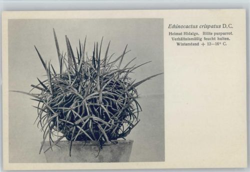 Echinocactus crispatus - Nr. 266/XXVII Otto Stoye Pflanzenkarten