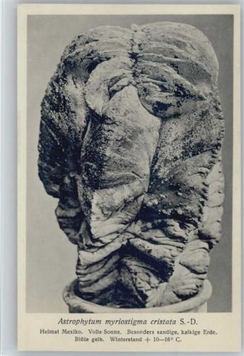 Astrophytum - Nr. 270/XXVII Otto Stoyer Pflanzenkarten Kaktus