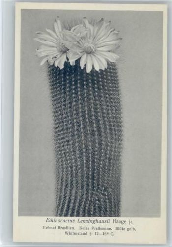 Echinocactus Lenninghausii Haage - Nr. 225/XXIII Otto Stoye Pflanzenkarten Kaktus