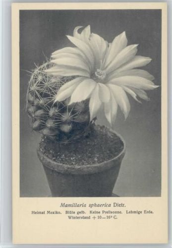 Mamillaria spaerica Dietr. - Nr. 381/XXXIX Otto Stoye Pflanzenkarten
