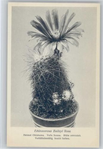 Echinocactus Baileyi Rose - Nr. 191/XX Otto Stoye Pflanzenkarten