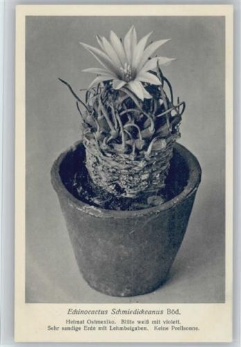 Echinocactus Schmiedickeanus Böd. - Nr. 180/XVIII Otto Stoye Pflanzenkarten Kaktus