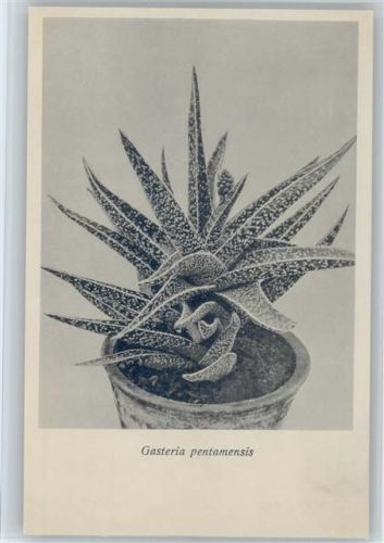 Gasteria pentamensis - Nr. 359/XXXVI Otto Stoye Pflanzenkarten Kaktus