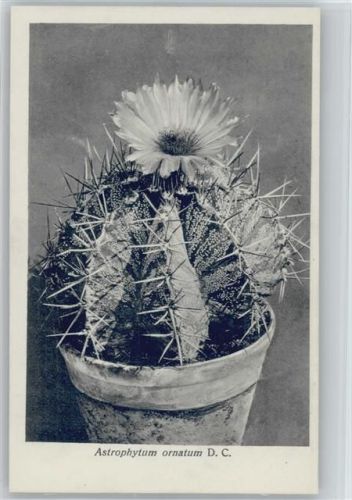 Astrophytum ornatum - Nr.65/VII Otto Stoye Pflanzenkarten Kaktus
