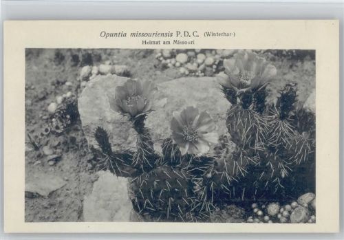 Opuntia missouriensis - Nr. 240/XXIV Otto Stoye Pflanzenkarten Kaktus