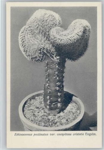 Echinocereus - Nr. 121/XIII Otto Stoye Pflanzenkarten Kaktus