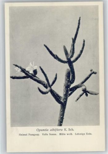 Opuntia albiflora - Nr. 334-XXXIV Otto Stoyer Pflanzenkarten Kaktus