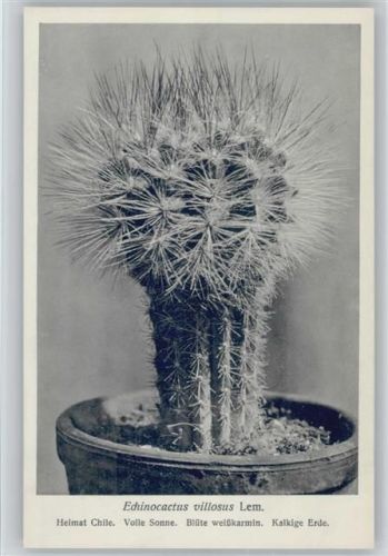 Echinocactus villosus Lem. - Nr. 215/XXII Otto Stoye Pflanzenkarten Kaktus