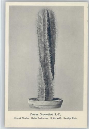 Cereus Dumortieri - Nr. 143/XV Otto Stoye Pflanzenkarten Kaktus