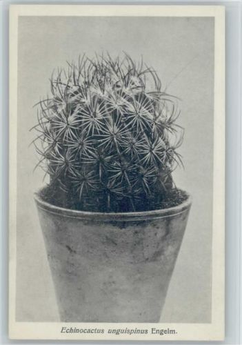 Nr. 62/VII Otto Stoye Pflanzenkarten - Echinocactus Kaktus
