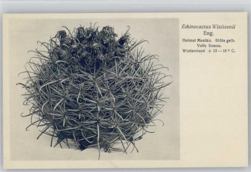 Echinocactus Wislizenii Nr. 271/XXVIII Otto Stoye Pflanzenkarten Kaktus