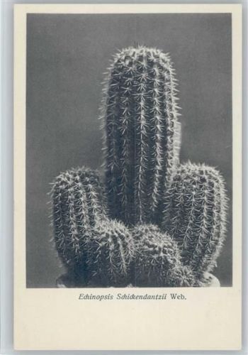 Echinopsis Schickendantzii Web. - Nr. 124/XIII Otto Stoye Pflanzenkarten Kaktus