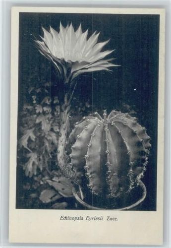 Echinopsis Eyrieslii - Nr. 99/X Otto Stoye Pflanzenkarten Kaktus