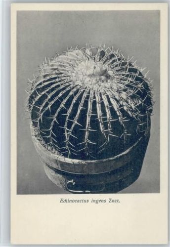 Echinocactus ingens Zucc. - Nr. 139/XIV Otto Stoye Pflanzenkarten Kaktus