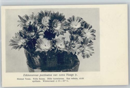 Echinocactus pectinatus var. nova Haage jr. - Nr. 141/XV Otto Stoye Pflanzenkarten Kaktus