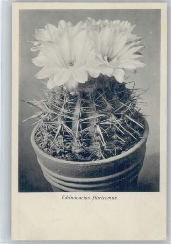 Echinocactus floricomus - Nr. 233/XXIV Otto Stoye Pflanzenkarten Kaktus