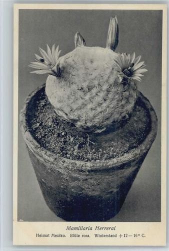 Mamillaria Herreai - Nr. 362/XXXVII Otto Stoyer Pflanzenkarten Kaktus