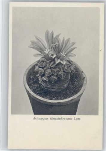 Ariocarpus Kotschubeyanus Lem. - Nr. 126/XIII Otto Stoye Pflanzenkarten Kaktus