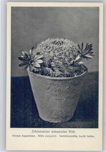 Echinocactus minuscultus Web. - Nr. 17/II Otto Stoye Pflanzenkarten Kaktus