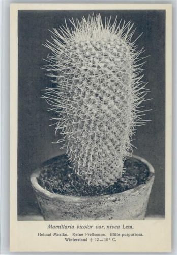 Mamillaria bicolor var. nivea Lem. Nr. 200/XX Otto Stoye Pflanzenkarten Kaktus